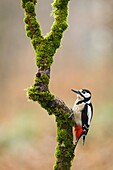 Great Spotted Woodpecker (Dendrocopos major) male, Asturias, Spain