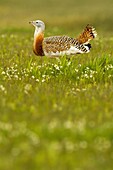 Great Bustard (Otis tarda) male, Castile-La Mancha, Spain