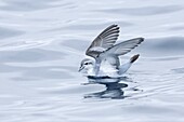 Fairy Prion (Pachyptila turtur), Victoria, Australia