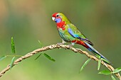 Crimson Rosella (Platycercus elegans), Victoria, Australia