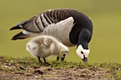 Barnacle Goose (Branta leucopsis) adult and chick feeding, Utrecht, Netherlands