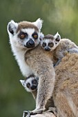 Kattas (Lemur catta) Mutter und einwöchige Zwillinge, Berenty Privat-Reservat, Madagaskar