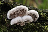 Split Gill Fungus (Schizophyllum commune) mushrooms showing gills, Netherlands