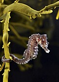 Short-snouted Seahorse (Hippocampus hippocampus), Belgium