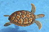 Hawksbill Sea Turtle (Eretmochelys imbricata) swimming, Brazil