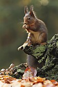 Eurasian Red Squirrel (Sciurus vulgaris) feeding on mushrooms, Netherlands