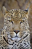 Leopard (Panthera pardus) portrait, South Africa