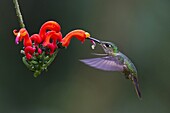 Fawn-breasted Brilliant (Heliodoxa rubinoides) hummingbird feeding on flower nectar, Ecuador