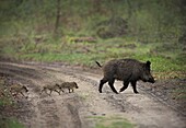Wild Boar (Sus scrofa) mother and piglets crossing path, Netherlands
