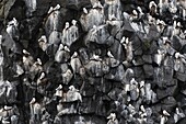 Black-legged Kittiwake (Rissa tridactyla) colony on cliff, Iceland