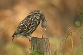 Little Owl (Athene noctua) with mouse prey, Netherlands