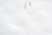 Bird imprint left in snow after striking at prey, Netherlands