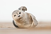 Common Seal (Phoca vitulina) on beach, England
