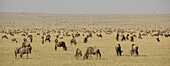 Blue Wildebeest (Connochaetes taurinus) herd grazing on savanna, Kenya