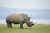 White Rhinoceros (Ceratotherium simum), Lake Nakuru, Kenya