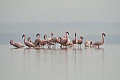 Lesser Flamingo (Phoenicopterus minor) flock in lake, Kenya