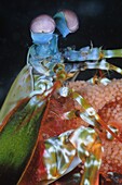 Squillid Mantis Shrimp (Rissoides desmaresti) with eggs, Indonesia