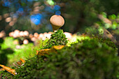 Pilz auf mit moosbewachsener Wurzel und Kleeblättern, Aubinger-Lohe, Aubing, München, Oberbayern, Bayern, Deutschland