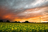Rapsfeld vor kleinem Waldstück mit Gewitterwolken in der Abendsonne, Aubing, München, Oberbayern, Bayern, Deutschland