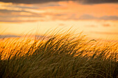 Dune grass in the evening sun, Dierhagen beach, Mecklenburg Vorpommern, Germany