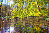 Autumn forest along the river Wuerm, Gauting, Bavaria, Germany