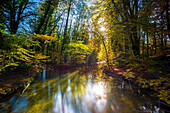 Autumn forest along the river Wuerm, Gauting, Bavaria, Germany