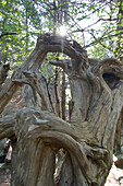 verwitterte Bäume, abgestorbene Bäume am Kaledonia Nature Trails, Troodos Gebirge, Zypern
