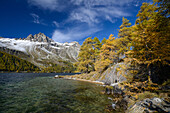 Golden larches at the shore of Lake Sils with Piz Lagrev (3164 m), Engadin, Grisons, Switzerland