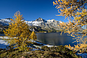 Golden larches along the shore of Lake Sils with Piz Lagrev (3164 m), Engadin, Grisons, Switzerland