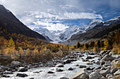 Colourful larches on the banks of the Morteratsch River with view to Bellavista (3922 m), Piz Bernina (4049 m) mit Biancograt, Piz Morteratsch (3751 m) as well as Pers- and Morteratsch glacier, Morteratsch valley, Engadin, Grisons, Switzerland