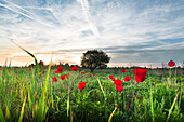 Poppies in a meadow with single tree in the morning mood, Langwied, Munich, Bavaria, Germany