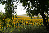 Sunflower fields and hills nearby Jerez de la Frontera seen through hanging branches, Jerez de la Frontera, Andalusia, Spain, Europe
