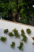 Blumentöpfe mit Geranien hängen an einer Wand in der Altstadt von Marbella, Malaga Provinz, Costa del Sol, Andalusien, Spanien