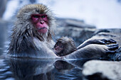 Macaque Affe mit Jungtier im Yokoyu Fluss, Monkey Hotsprings, Nagano, Japan