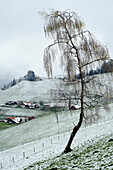 Eine Birke steht in einem halb verschneiten, halb grünen Feld, dahinter traditionelle Berner Bauernhäuser, in der Nähe von Thun, Kanton Bern, Schweiz