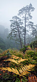 Mystische Stimmung mit Nebel im urwüchsiger Wald des Nationalpark Sächsische Schweiz und Farn im Vordergrund, Sachsen, Deutschland