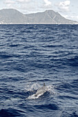Swimming dolphin, Dominica, Lesser Antilles, Caribbean