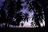 Palmen am Strand im Sonnenuntergang, Dominica, Kleine Antillen, Karibik