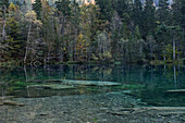 Small lake in a forest, Oberstdorf, Bavaria, Germany
