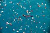 Ein Seelöwe schwimmt inmitten von bunten Quallen im Hafenbecken, Iquique, Tarapaca, Chile, Südamerika