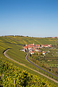 Blick über den Weinberg Escherndorfer Lump an der Mainschleife mit Escherndorf und Nordheim im Herbst, nahe Escherndorf, Franken, Bayern, Deutschland, Europa