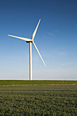 Wind turbine along field with sheep on levee near Wadden Sea, near Bredstedt, Nordfriesland, Schleswig-Holstein, Germany