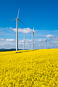 Wandergruppe und Windräder inmitten von blühenden Rapsfeldern, nahe Alsfeld, Vogelsberg, Hessen, Deutschland, Europa