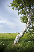 Field landscape with a birch trunk in the Western Pomerania Lagoon Area National Park, Ahrenshoop, Fischland-Darss-Zingst, Mecklenburg-Western Pomerania, Germany