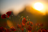 Poppies against the light before sunset on a field in Munich Langwied, Munich, Bavaria, Germany