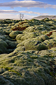 Moospolster über dem Lavafeld Eldhraun, an der Ringstraße (Hringvegur)  nahe Kirkjubaerklaustur, Südisland, Island, Europa
