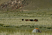 Wilde Pferde und Zelt in der Steppe , Salzsee Tuzköl, Tuzkol, Tien Shan, Tian Shan, Region Almaty, Kasachstan, Zentralasien, Asien