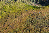 Elefanten im Okavangodelta, Maun, Okavangobecken, Botswana