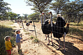 Two boys looking to ostriches, Wildlife Foundation, Omaheke, Namibia