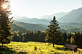 Mountainbiker auf Wiese über Hammersbach, Garmisch-Partenkirchen, Bayern, Deutschland